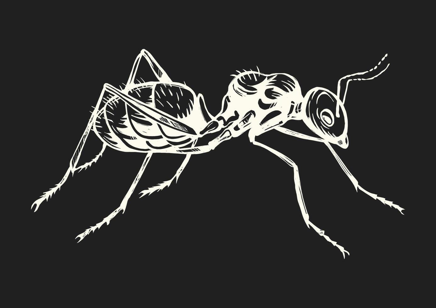 Black and white drawing of an ant walking on a white background vector
