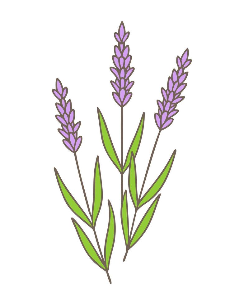 Doodles with Lavender flowers violet purple colors, contour drawing, three branches in bouquet, Provencal style. Isolated on white background. vector