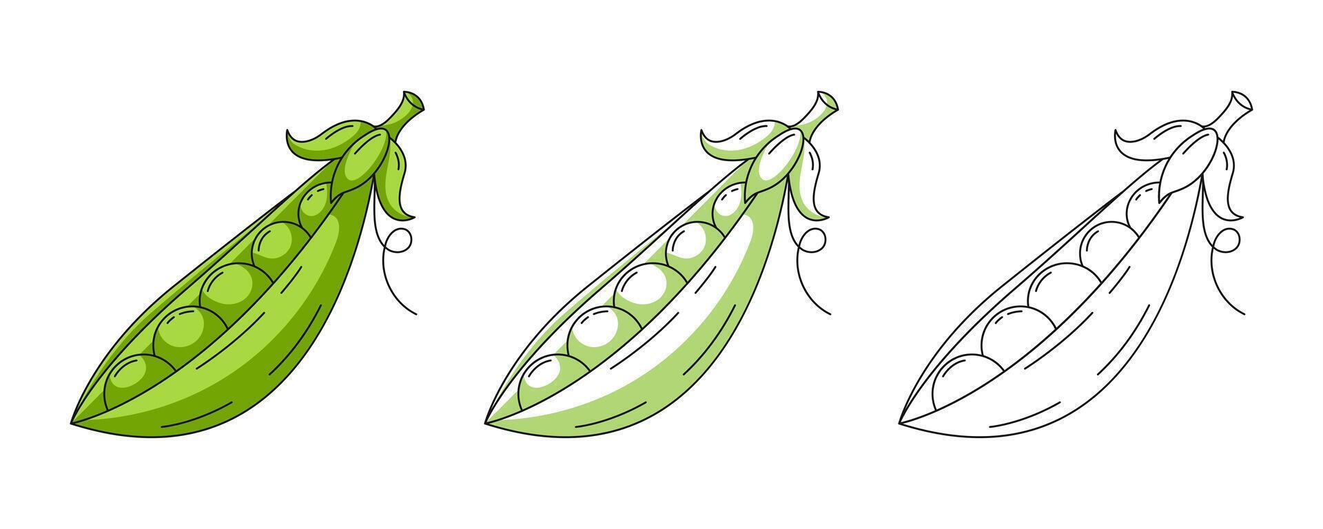 Green pea, colorful and line icons set. Farm vegetable outline icon, monochrome and color illustration. Healthy nutrition, organic food, vegetarian product. For sticker, logo, coloring book vector