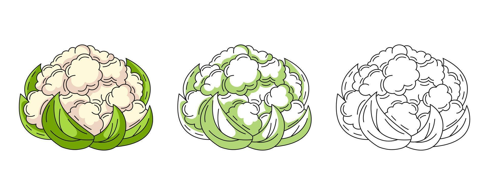 Cauliflower, colorful and line icons set. Farm vegetable outline icon, monochrome and color illustration. Healthy nutrition, organic food, vegetarian product. For logo, coloring book vector