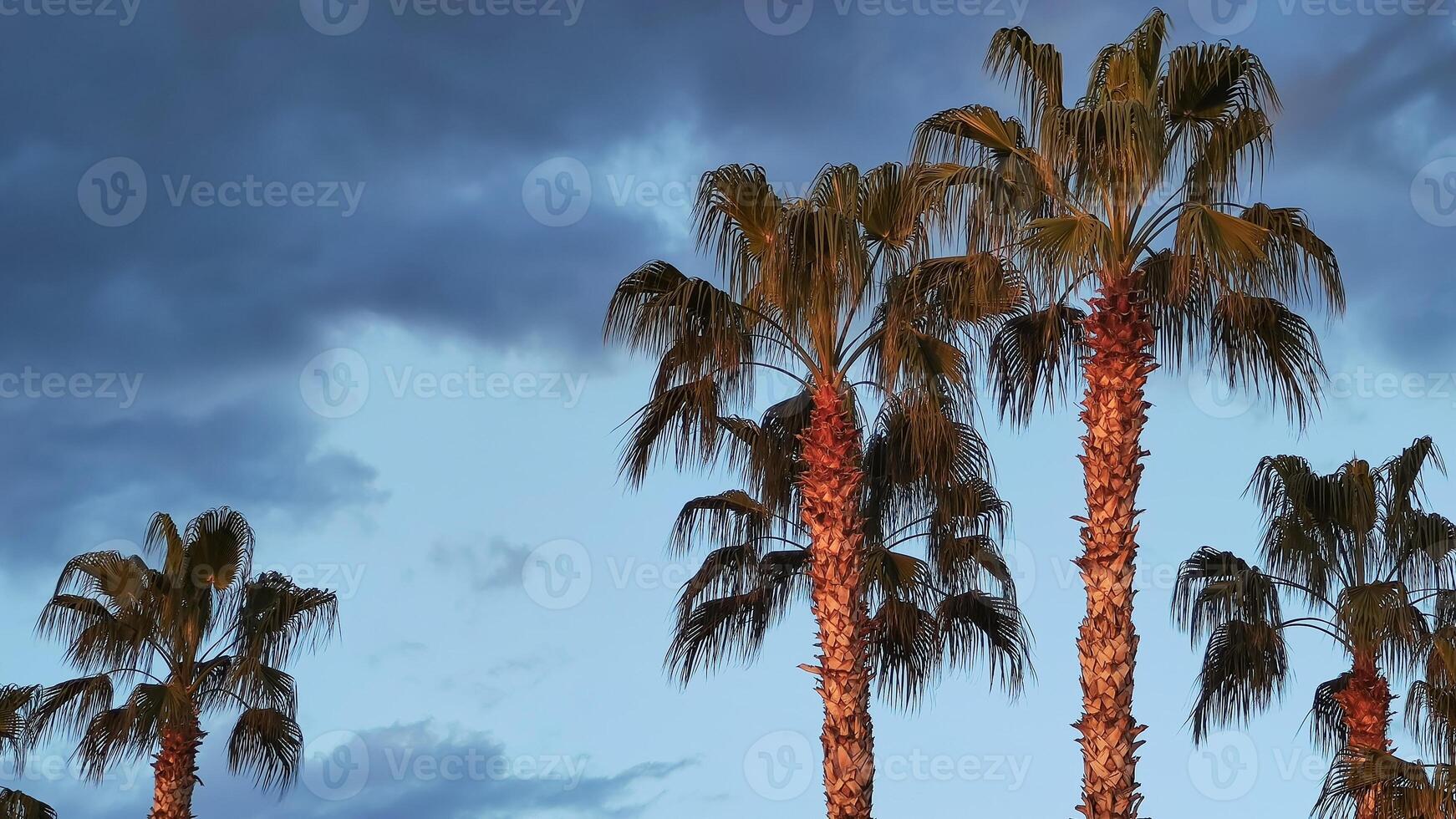 Several beautiful palm trees in sunset rays against background of evening sky, copy space. photo