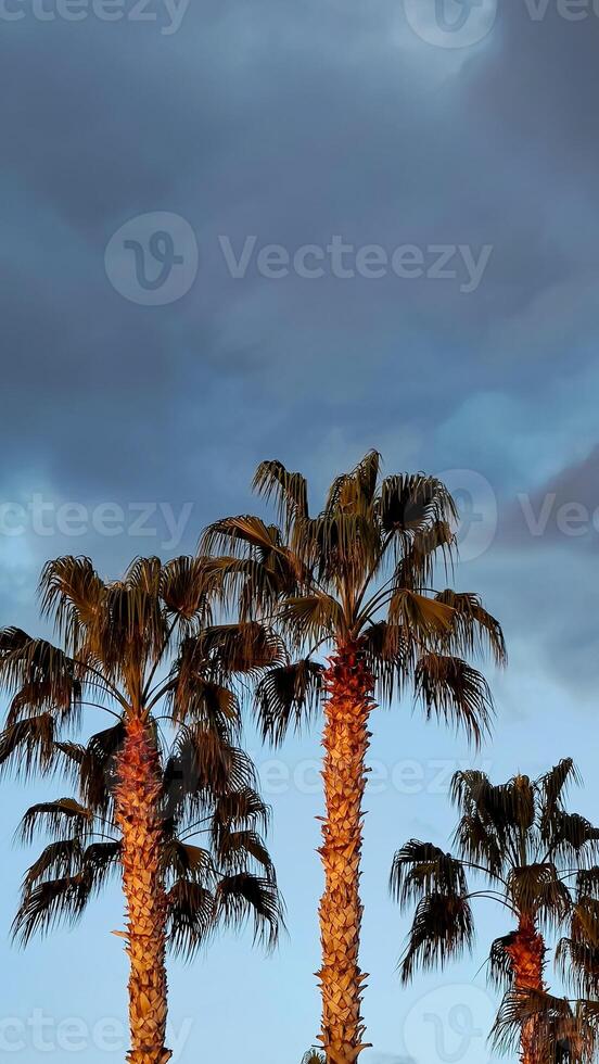 Palm trees in sunset rays against background of blue sky, copy space, vertical frame. photo