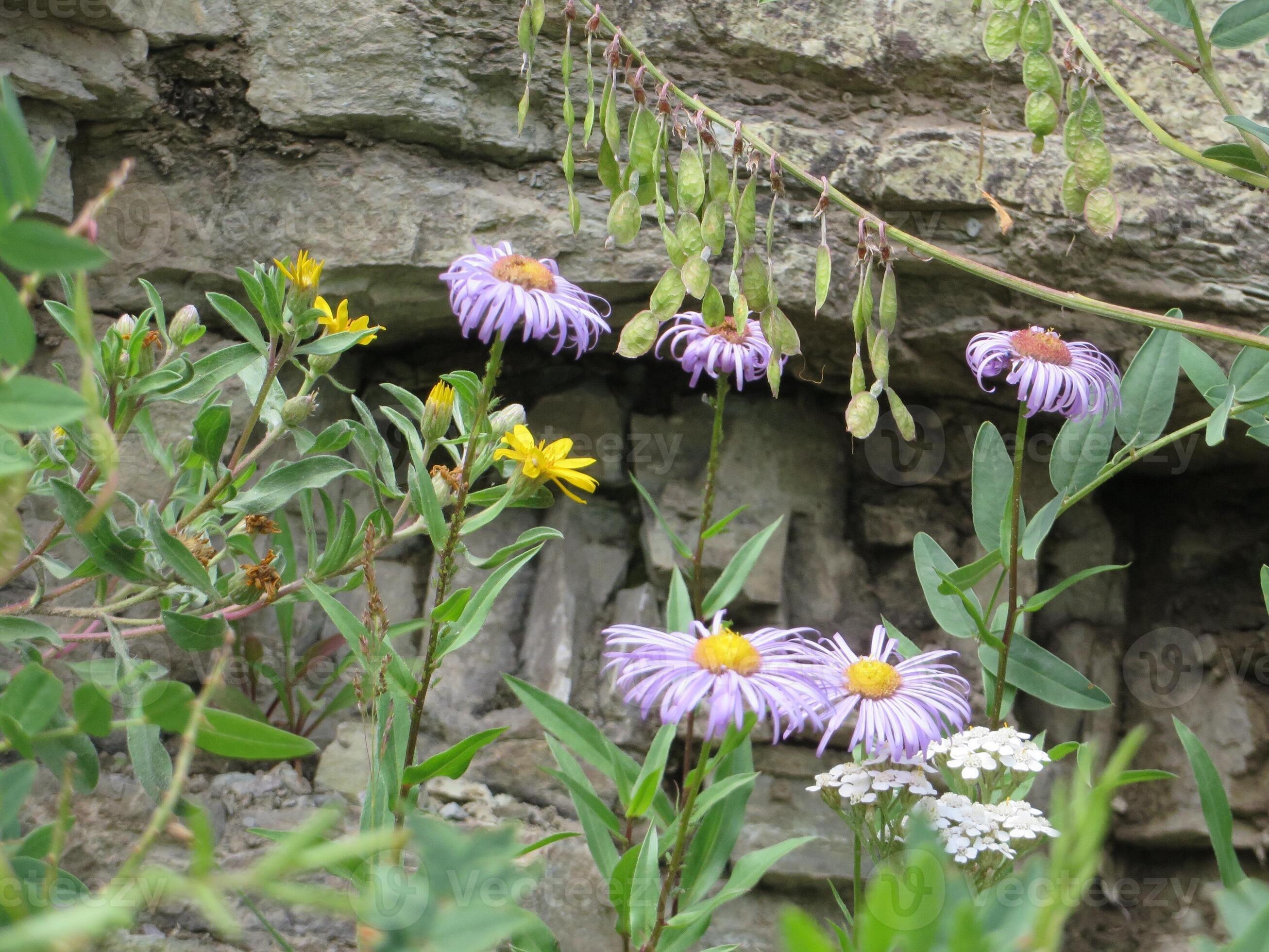 Showy Daisy Wildflowers Growing By Rock at Molas Pass Summit in Showy Daisy Wildflowers Growing By Rock at Molas Pass Summit in