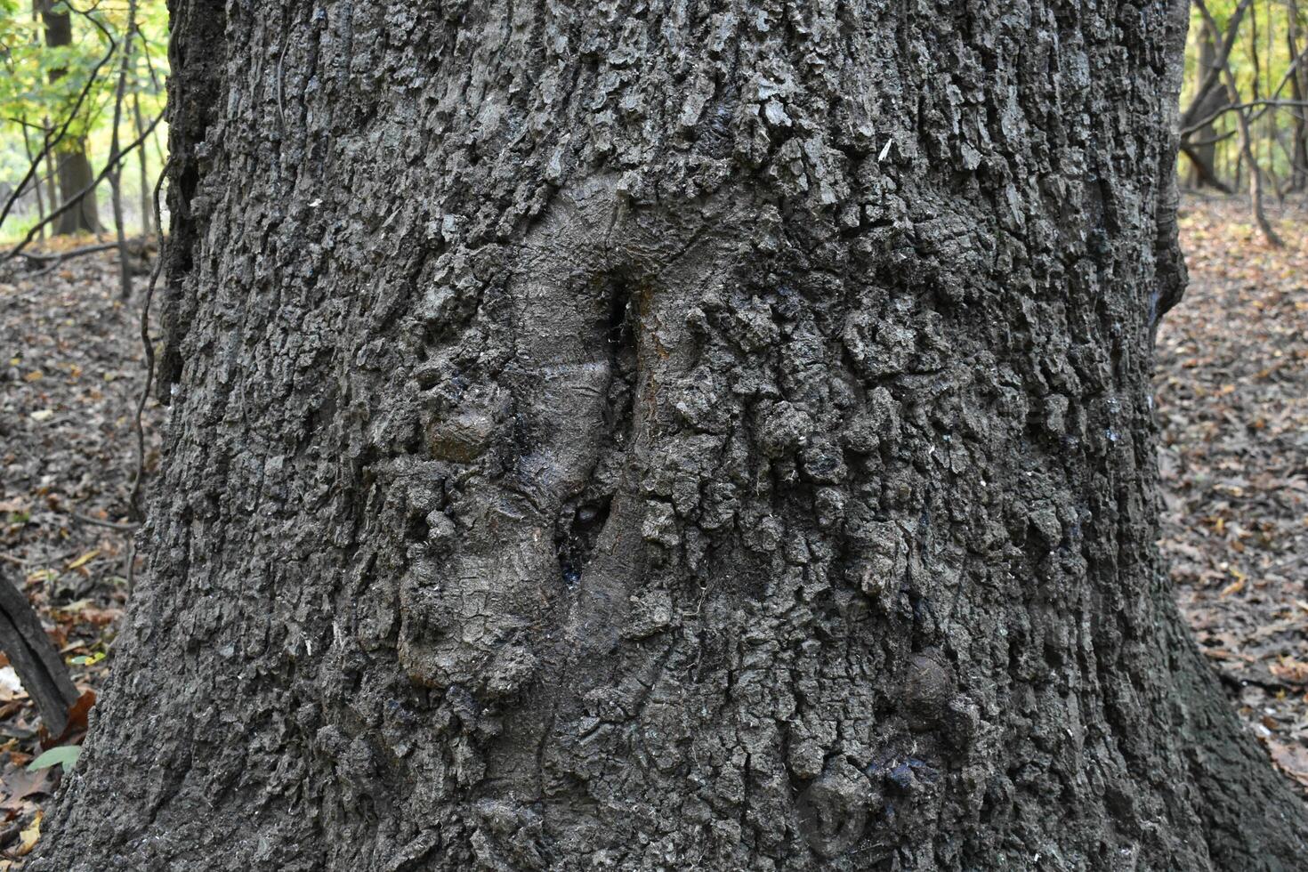 Interesting Texture of Tree Trunk, Tree Bark, Taken at Orchard Beach Park, NY photo