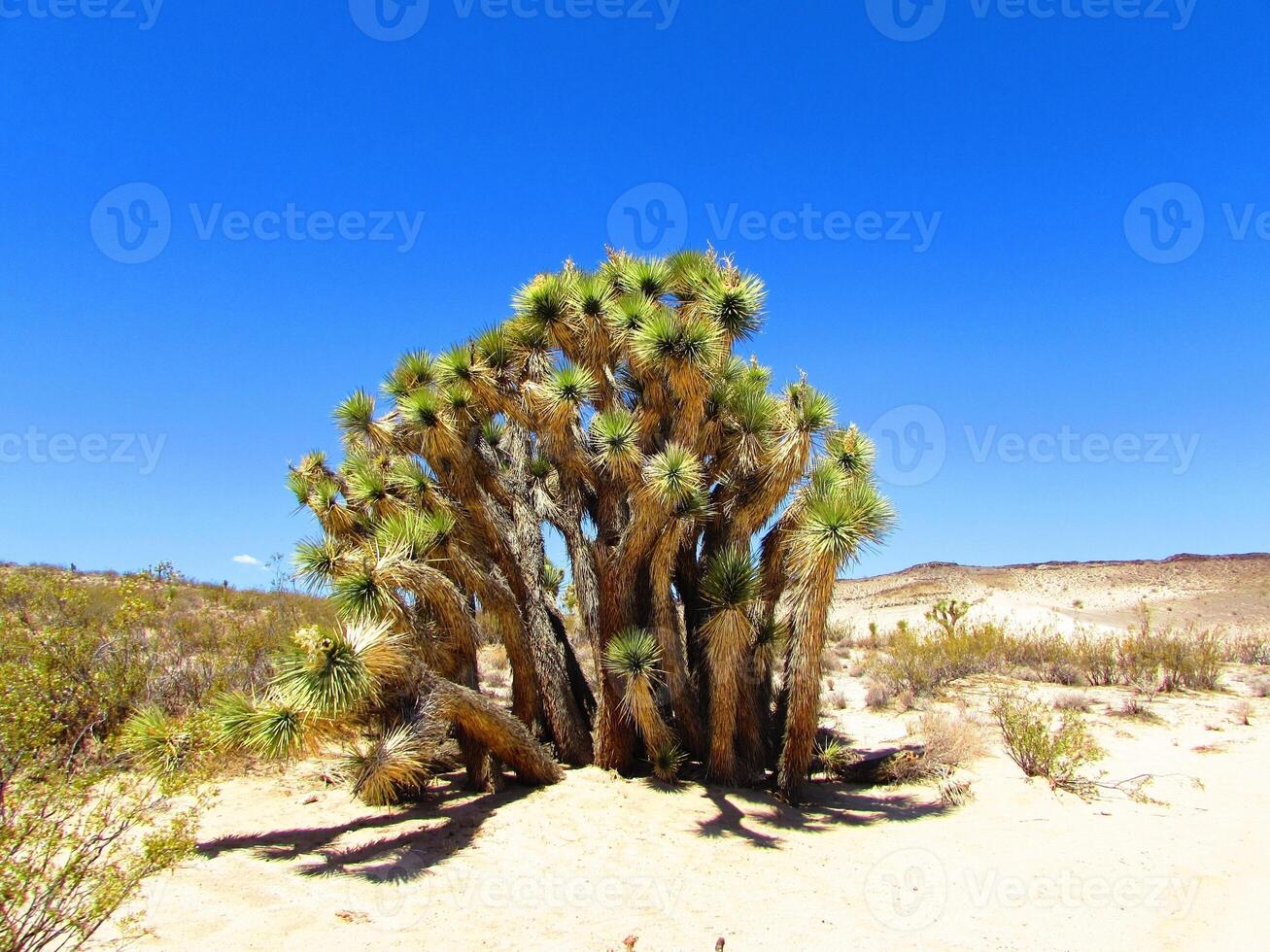 Joshua Tree Yucca Cluster Plant in California Desert photo