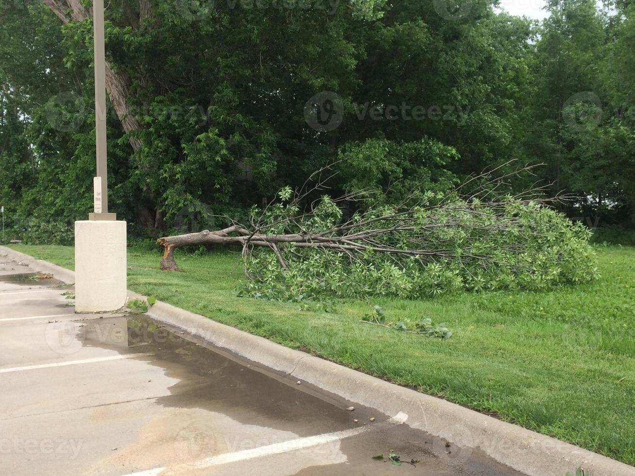 Snapped Trunk, Broken Tree after Damaging Storm In Manhattan, Kansas photo