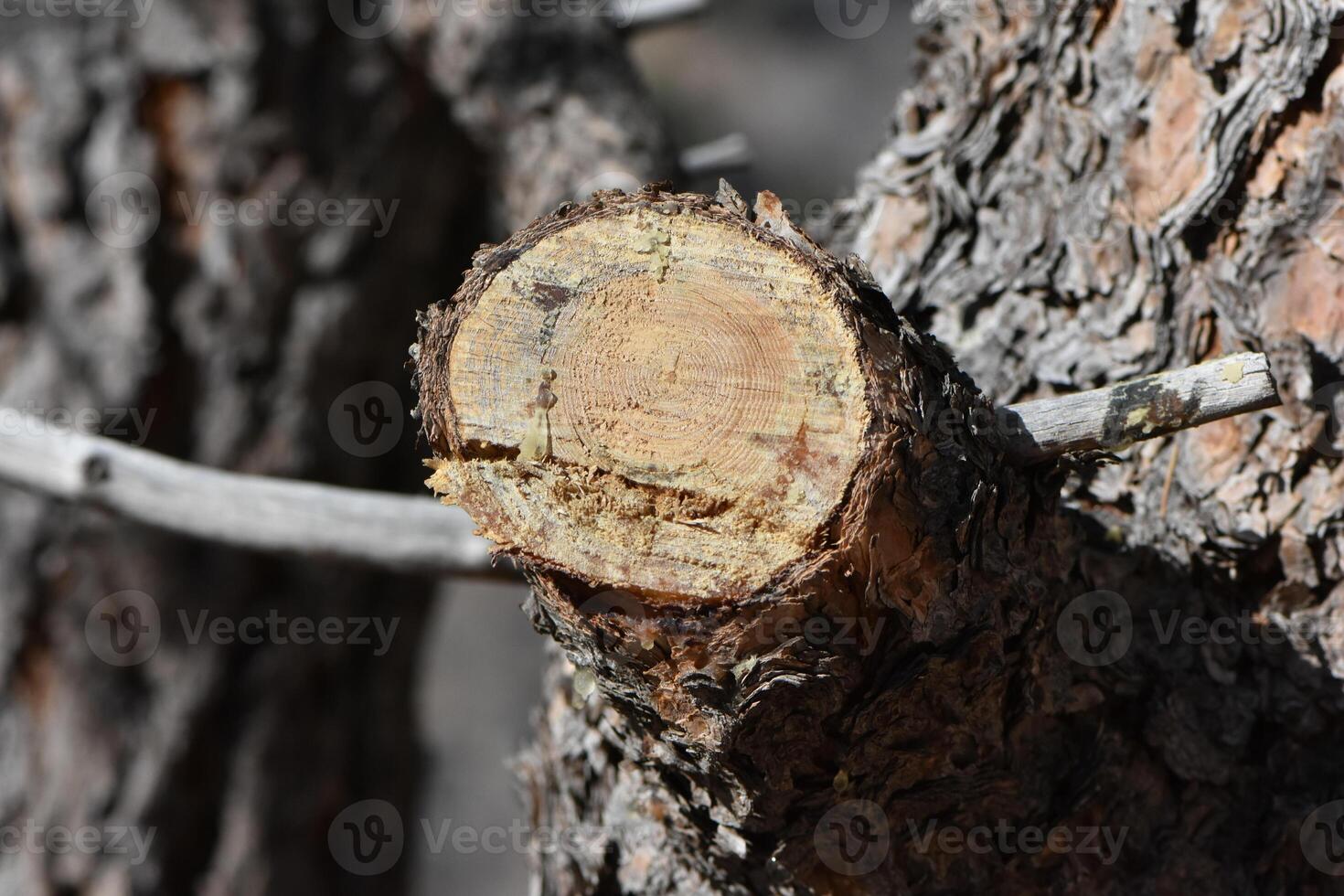 Cut Off End of a Tree Branch Close Up photo