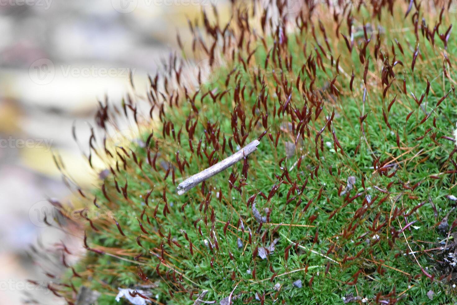 Macro Image of Green Moss with Red Tips in New York photo
