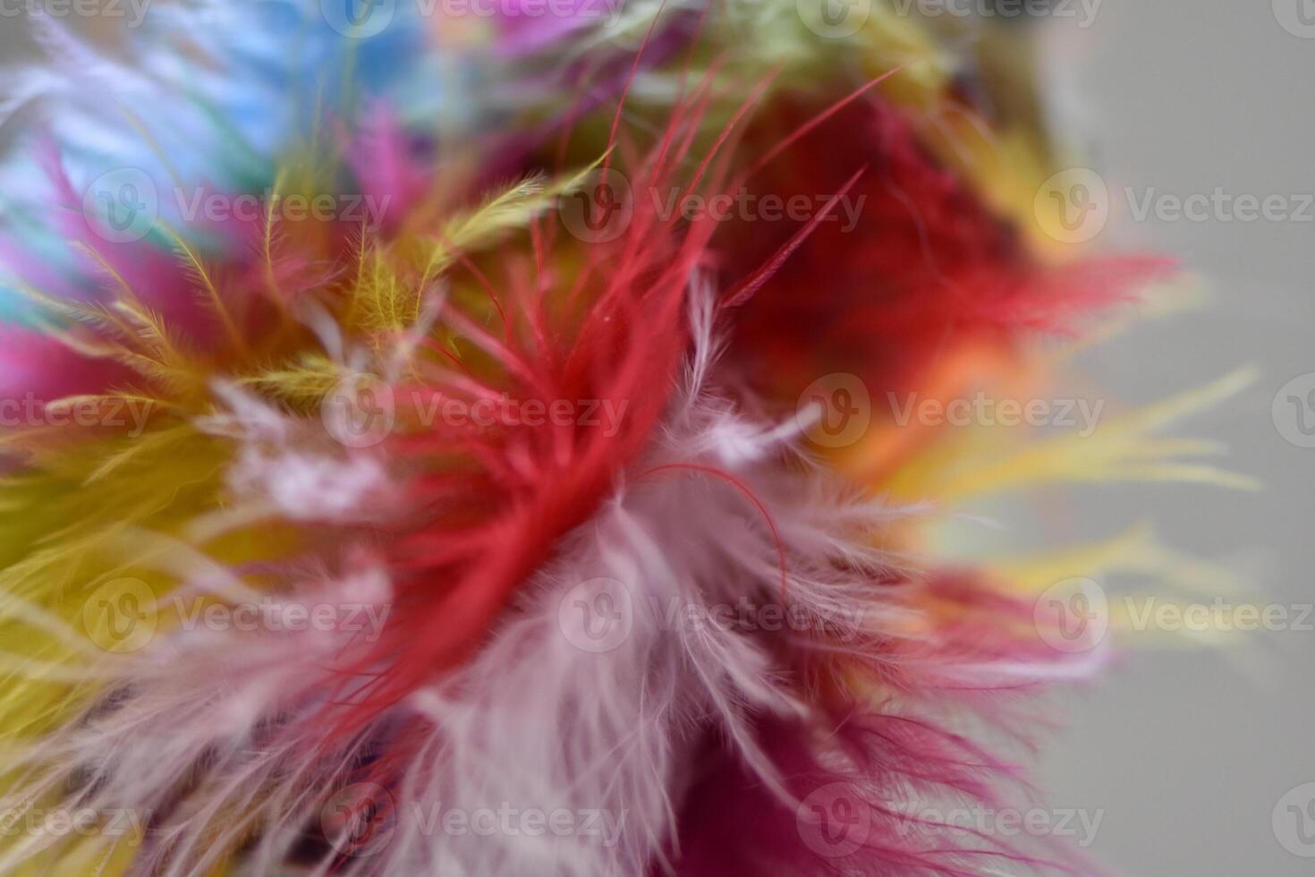 Colorful Feather Texture Close Up and Big photo