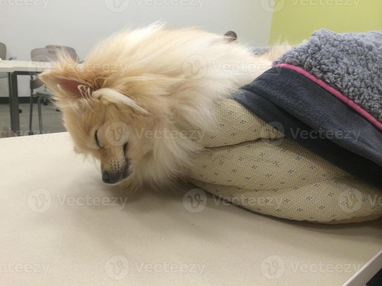 Adorable Pomeranian Dog Sleeping in Blanket on Table at Work photo