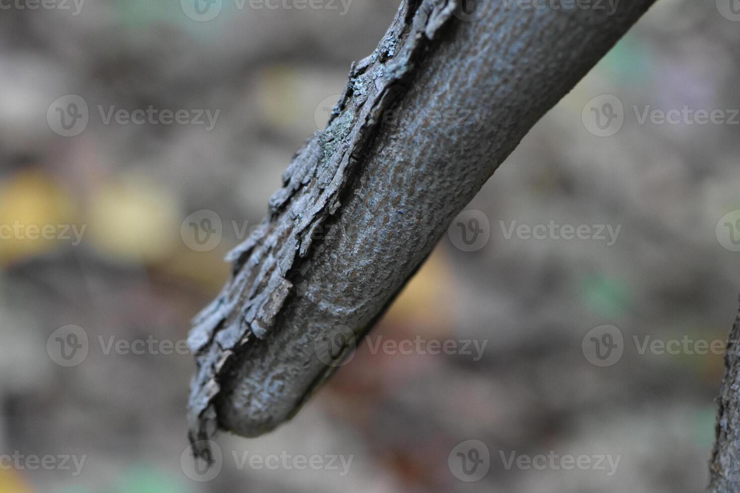 Tree Branch, Wood Stick with Bark, Outdoors at Orchard Beach, Bronx photo