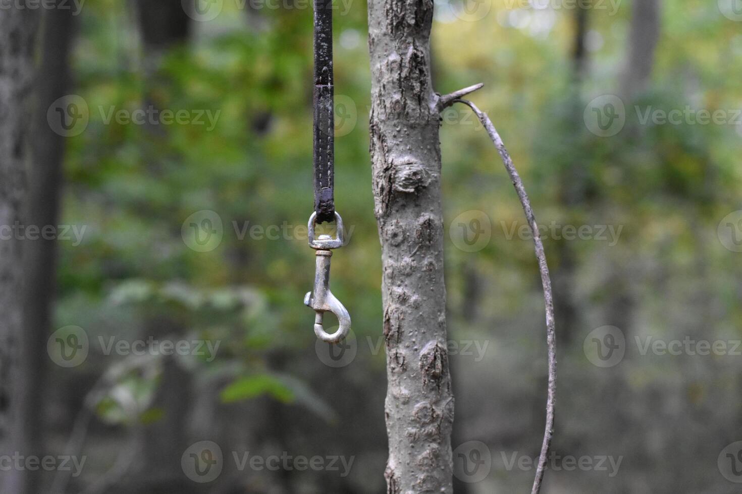 Leash Hanging from Tree Branch in Wooded Area, Bronx, New York photo
