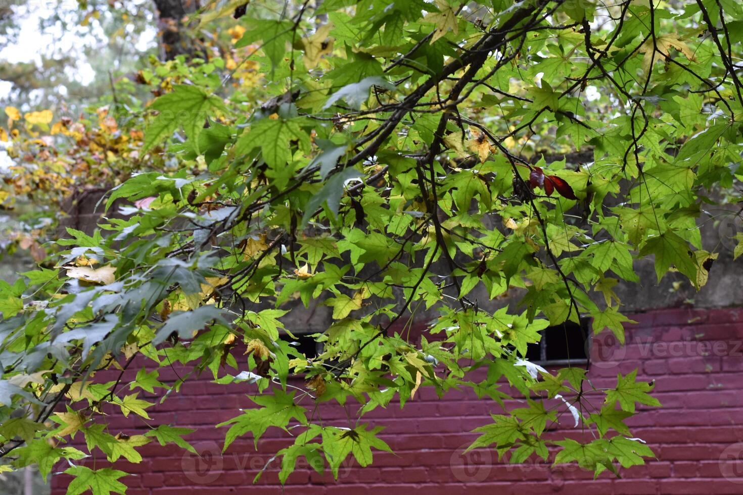 Bright Yellow and Green Tree in Front of Abandoned Brick Building photo