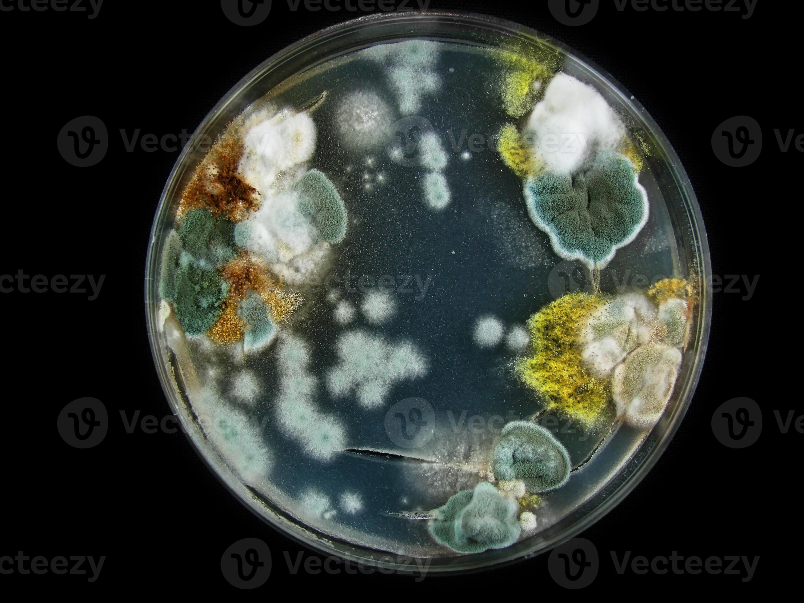 Petri Dish Mold: Types, Pictures, And Identification - 8jfvmmm