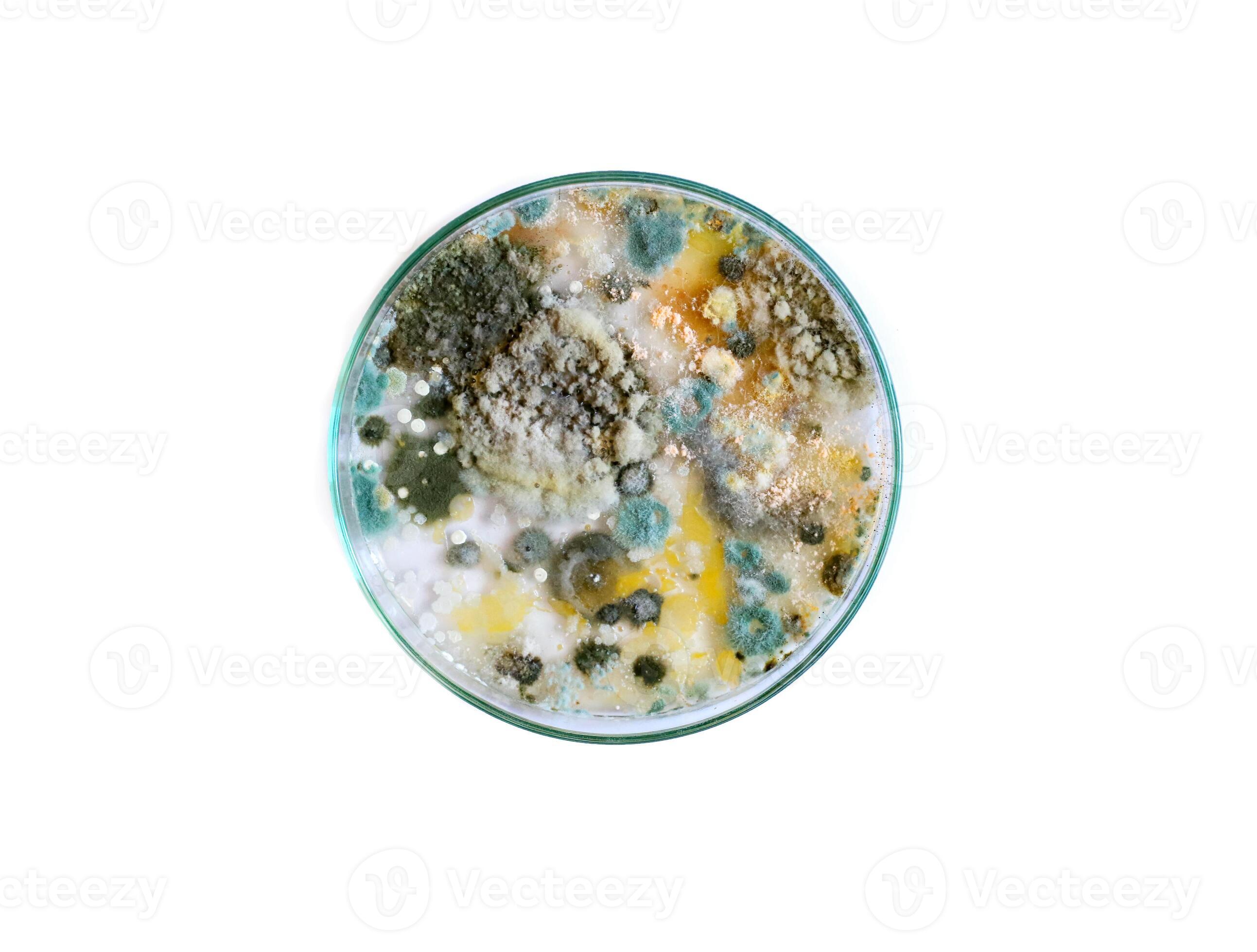 Petri Dish Mold: Types, Pictures, And Identification - 3dzn26i
