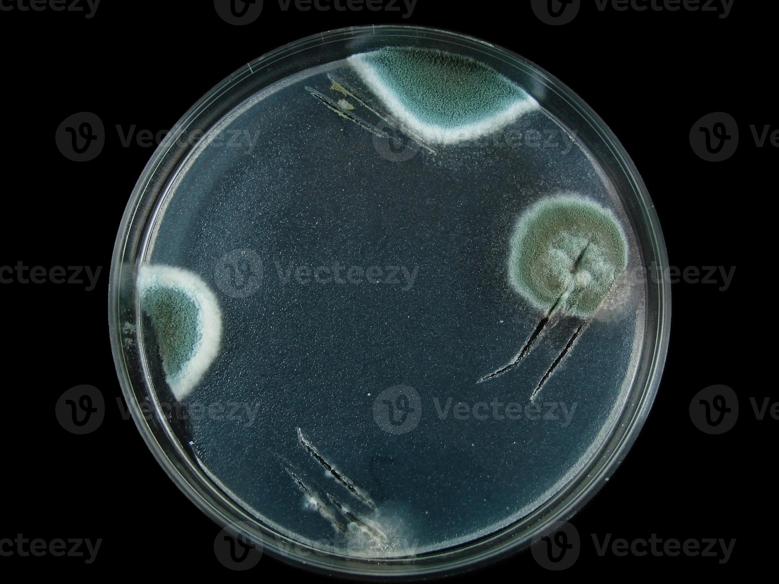 Is It Dangerous? Petri Dish Mold Identification Made Easy - 8pah6bj