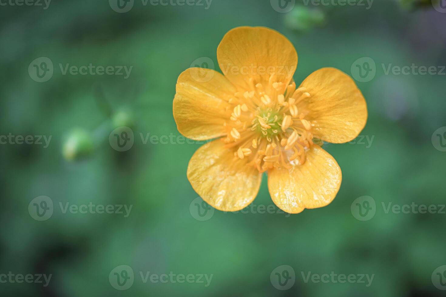Big yellow open buttercup flower with details on green blurred background photo