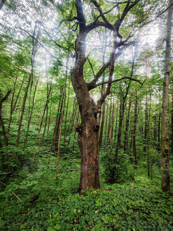 Big tree in forest with sun beams in top branches standing in huge foliage photo