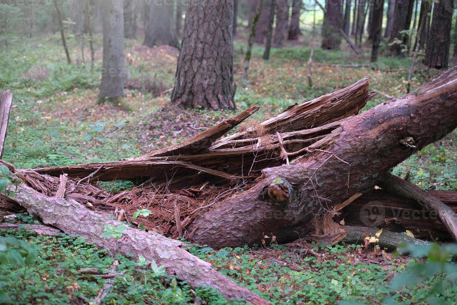 Close-up of fallen and broken tree in a sunny forest on a clear day photo