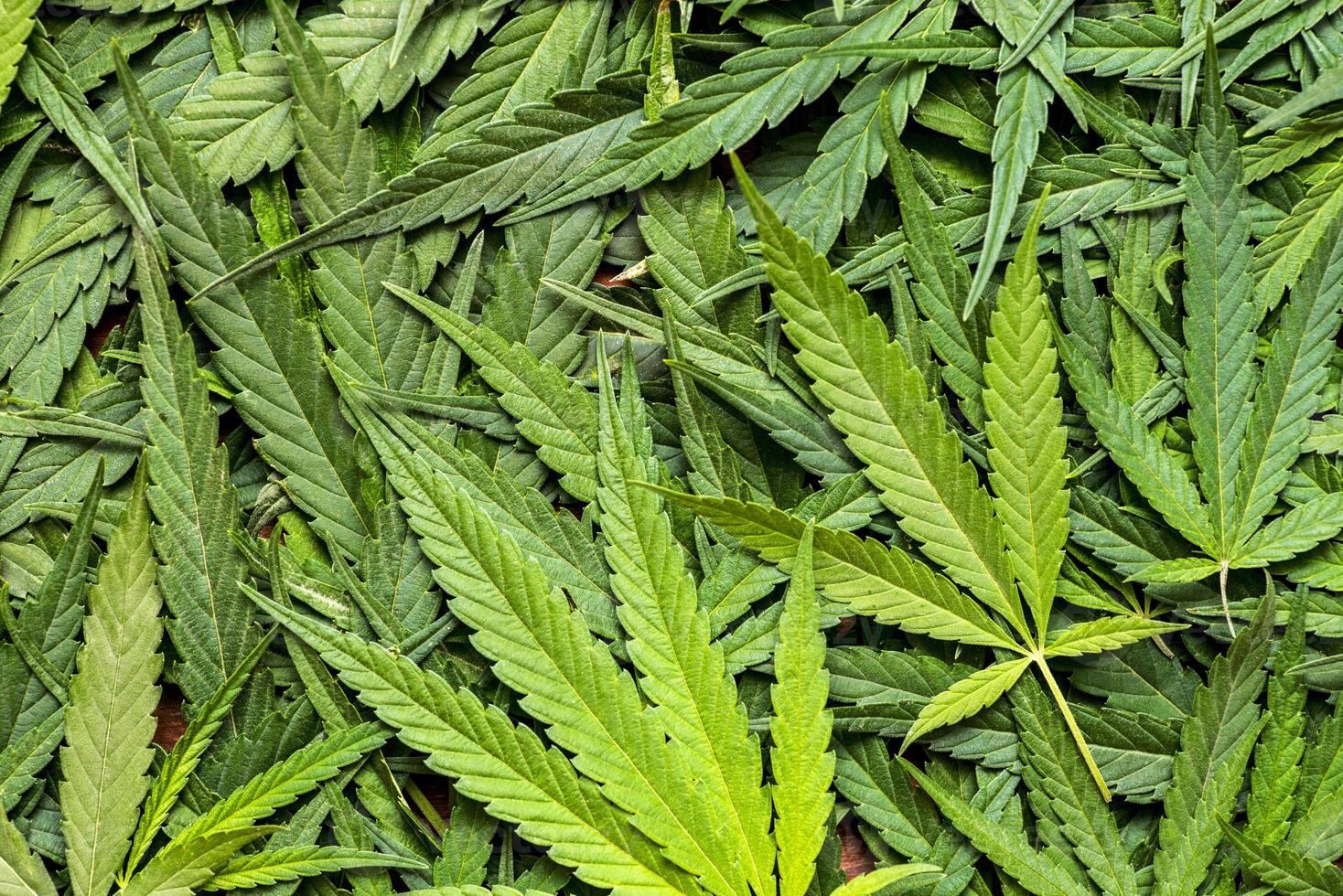 Cannabis marijuana texture leaf background. A large amount of marijuana. photo