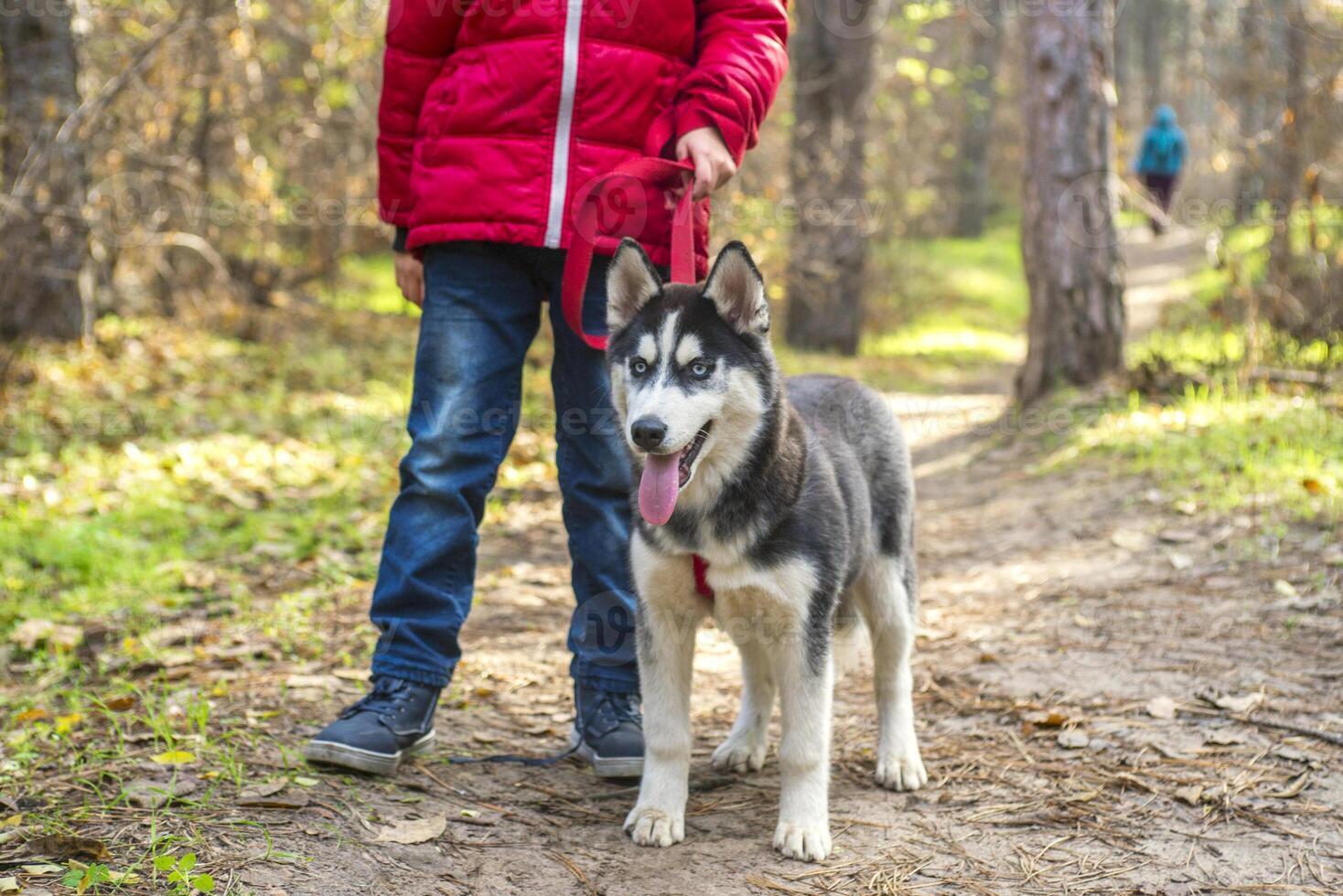 Child is walking with dog in autumn park on a sunny day. photo