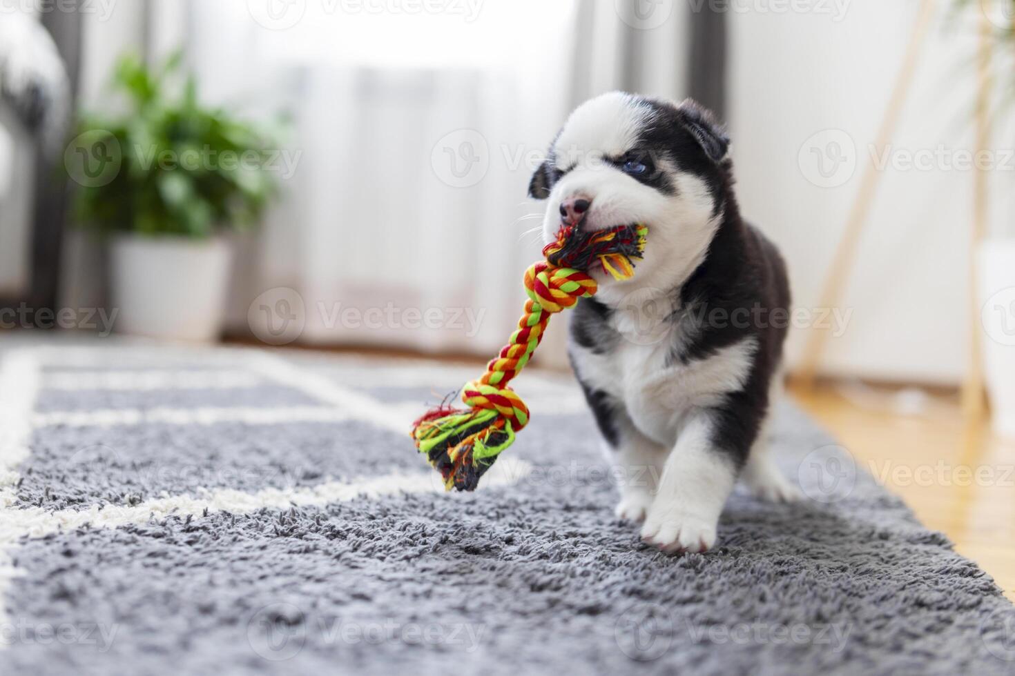 Puppy Tugging on a Colorful Rope Toy photo