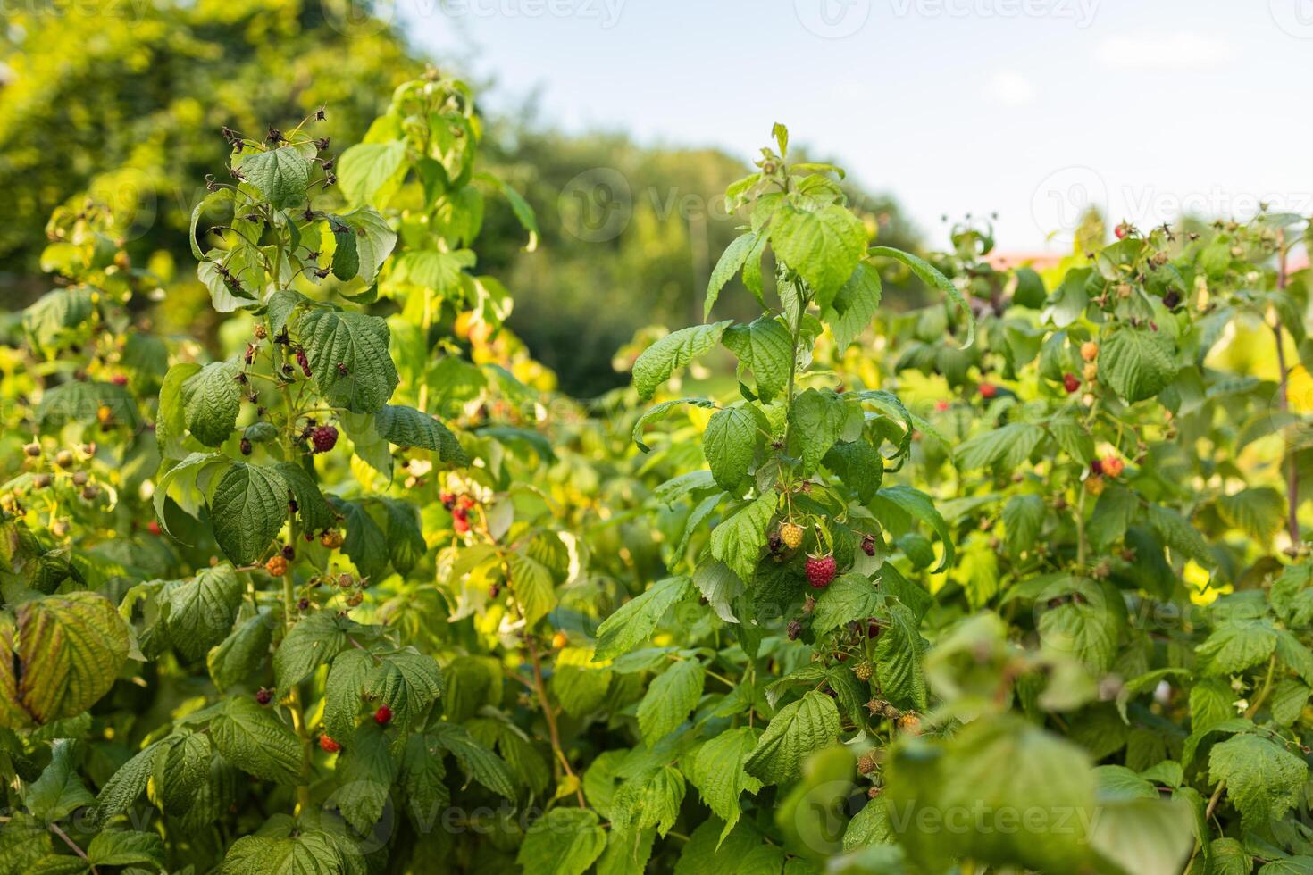 close up of branch of ripe raspberries in a garden photo