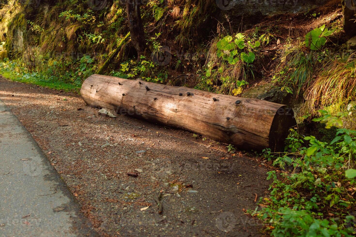 Forest pine and spruce trees. Log trunks pile, the logging timber wood industry. Wide banner or panorama wooden trunks. photo