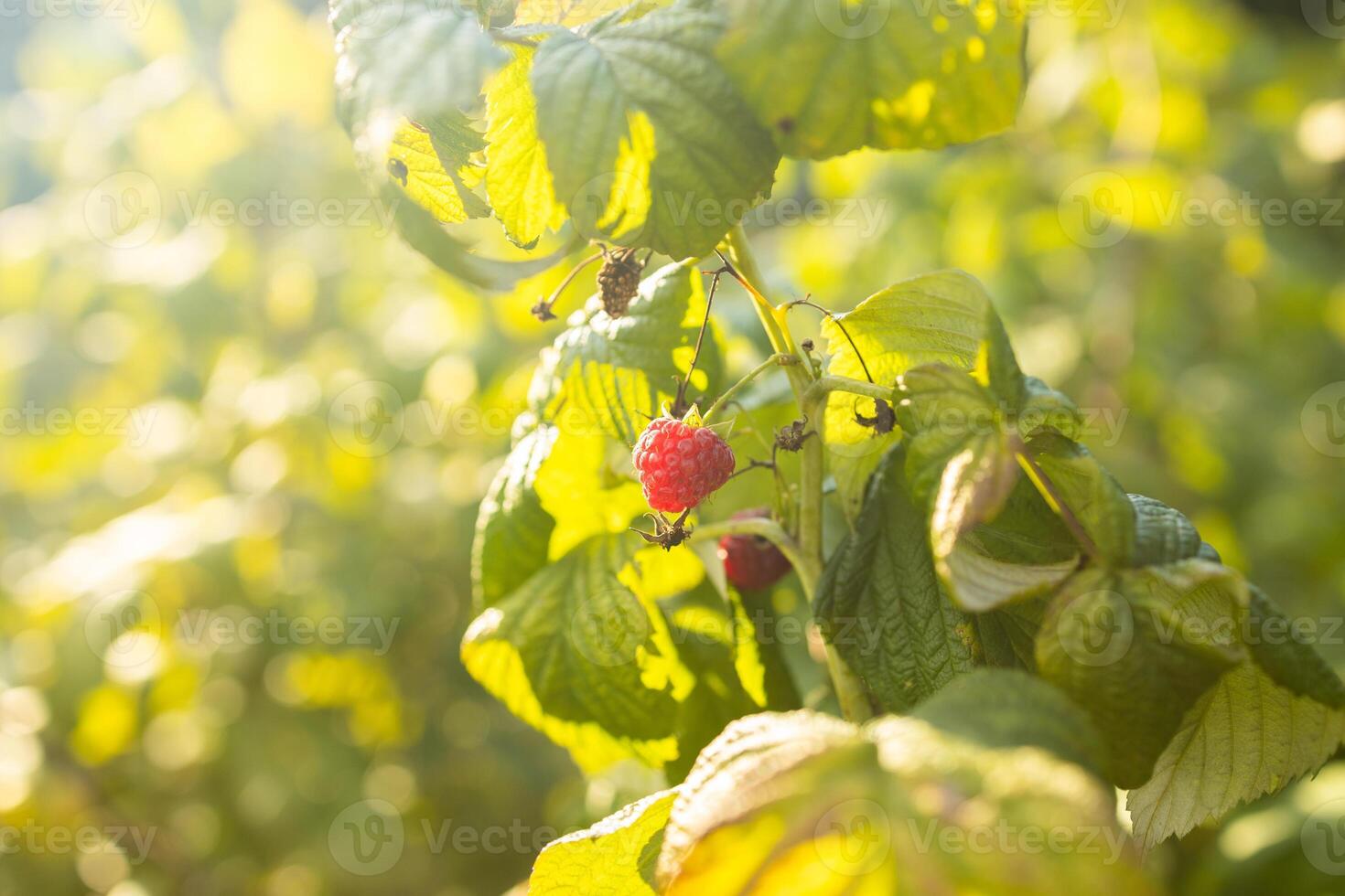 close up of branch of ripe raspberries in a garden photo