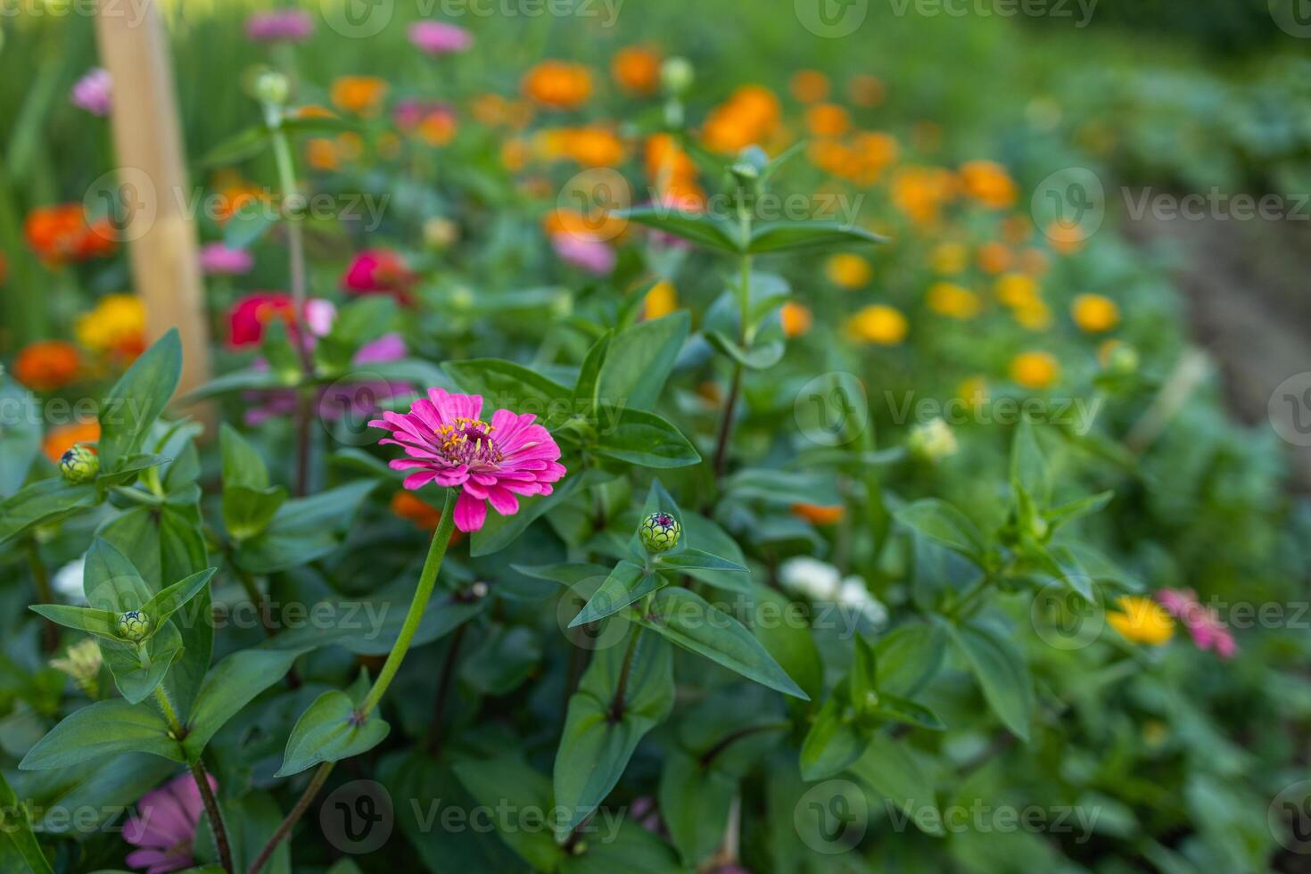 pink flowering plants in the front garden of the house photo