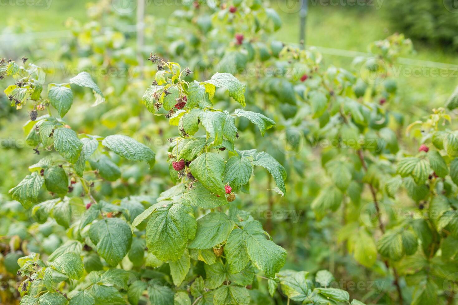 close up of branch of ripe raspberries in a garden photo