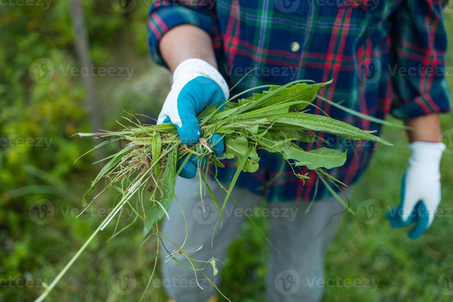 Weeds and grass in the hands of a farmer after working in the garden. photo