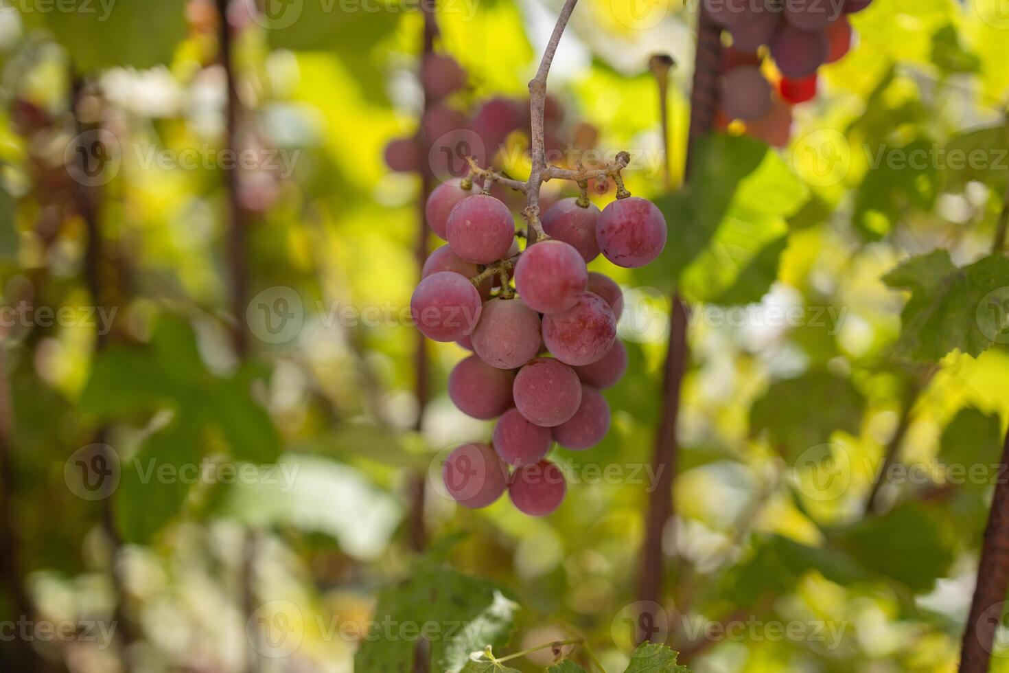 A cluster of ripe vibrant red grapes. The purple color of the organic seedless grapes is growing and hanging on a fruit plant. The grape leaves on the plant are smooth and large with toothed edges. photo