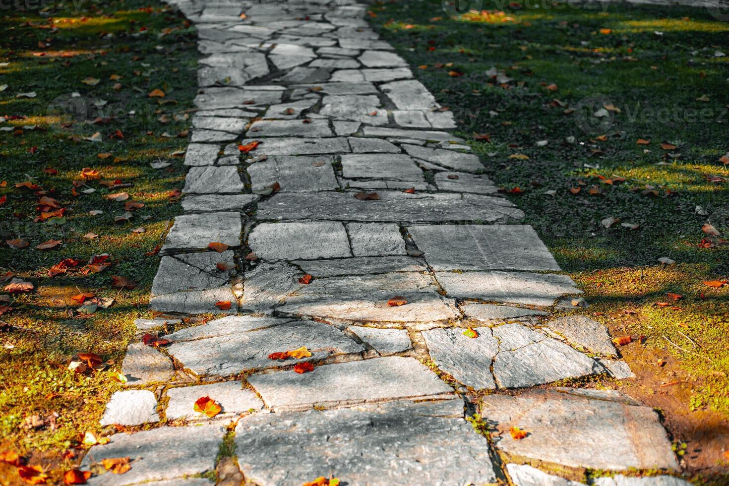 Path in a city park in autumn. Path with autumn leaves. Colorful foliage in autumn park. photo