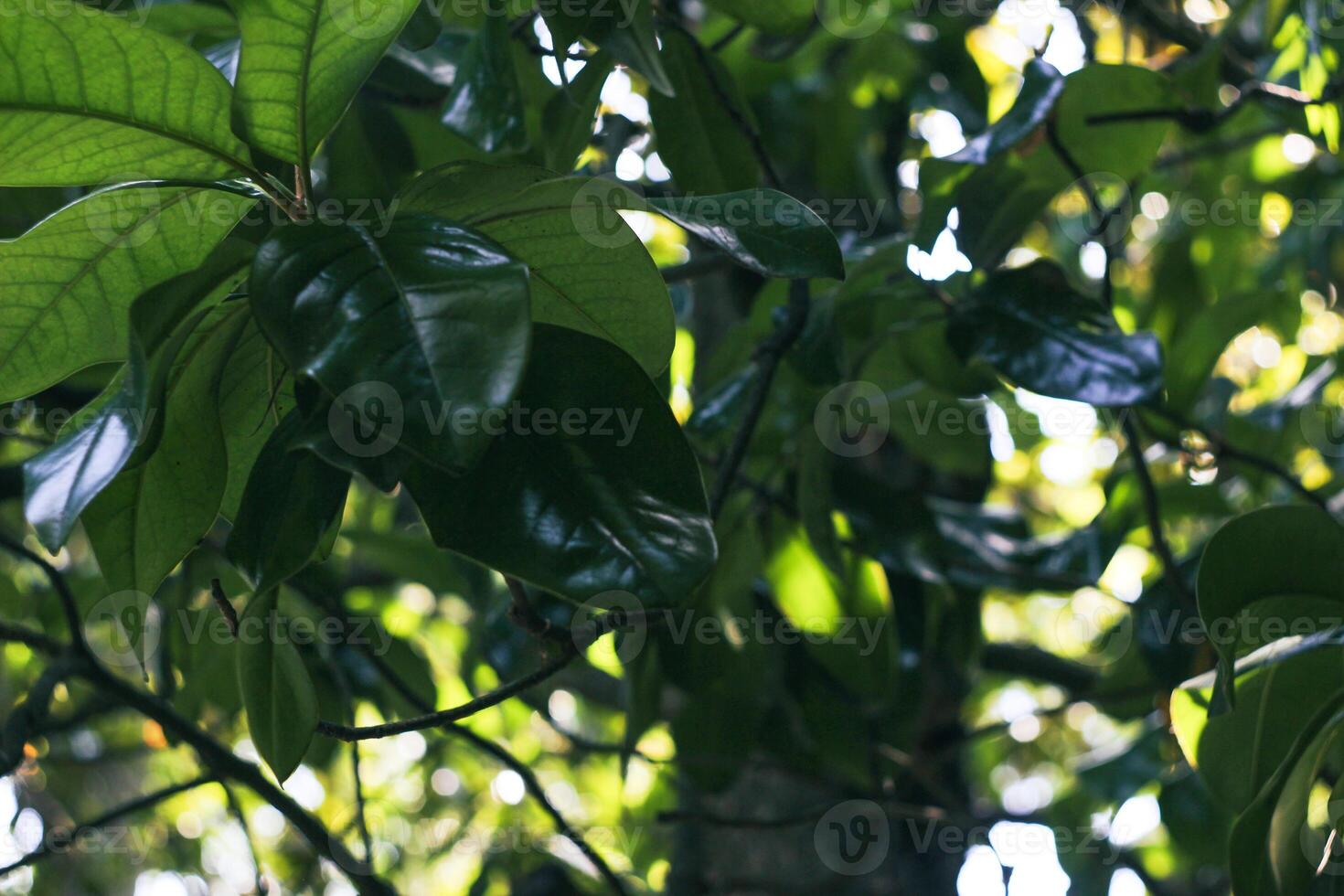 Bamboo trees in a botanical garden. Oriental zen forest background. High quality photo