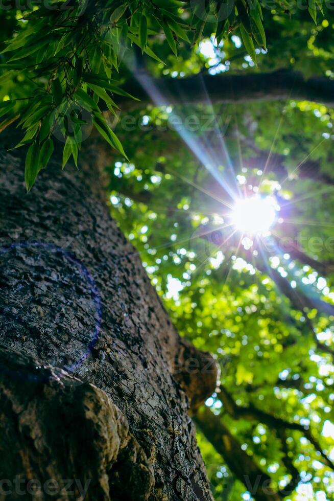 Looking up to an old tree and sunbeams through lush leaves. Summer chill background with old tree trunk and sun flare close up. High quality photo