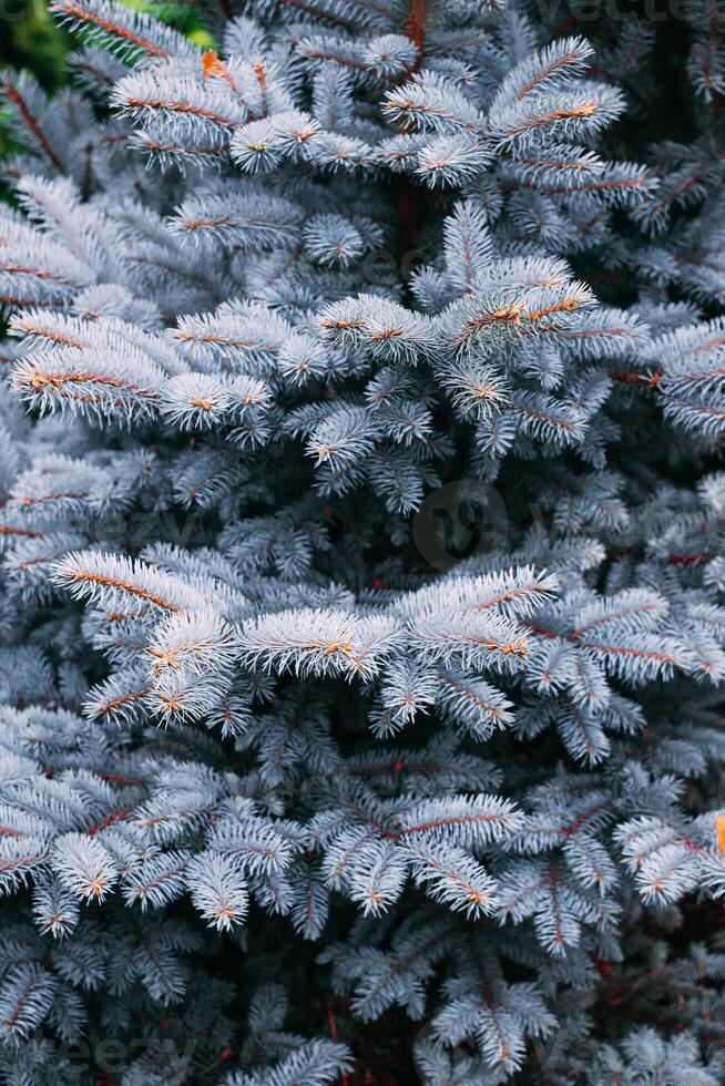 Blue European Fir tree close up. Fir tree branches nature background. Selective focus image. High quality photo
