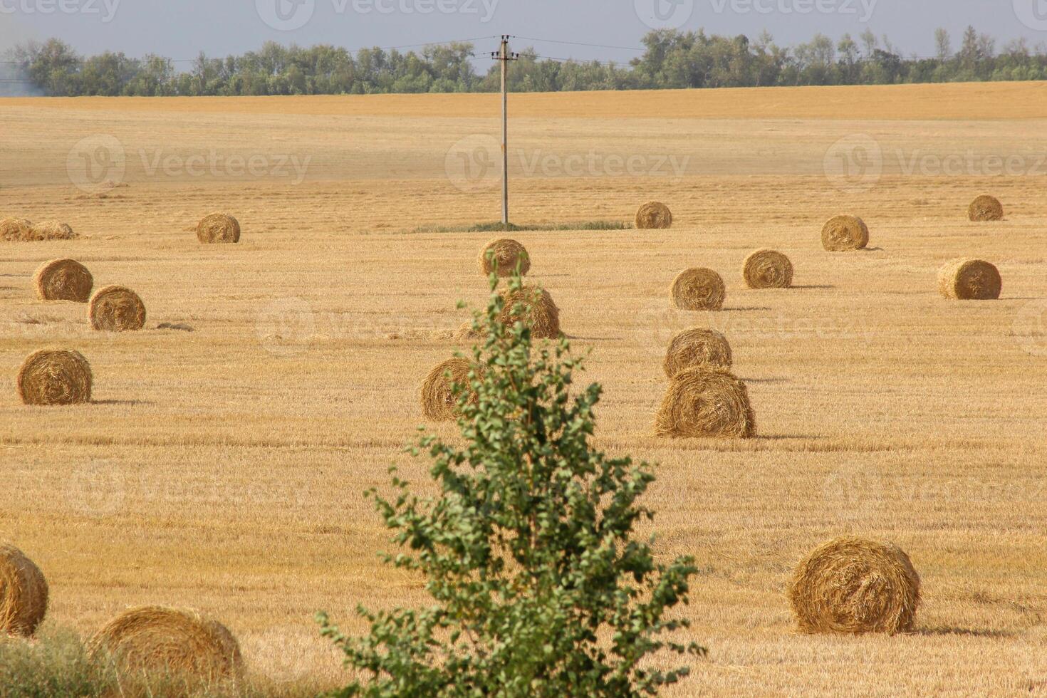 Haystacks in summer field harvesting background. Mid-simmer and autumn rural scene with hay bales and sky. . High quality photo