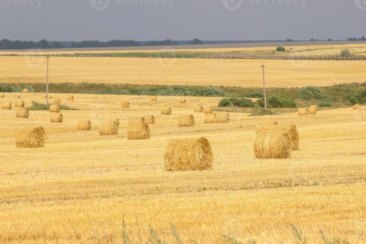 Haystacks in summer field harvesting background. Mid-simmer and autumn rural scene with hay bales and sky. . High quality photo