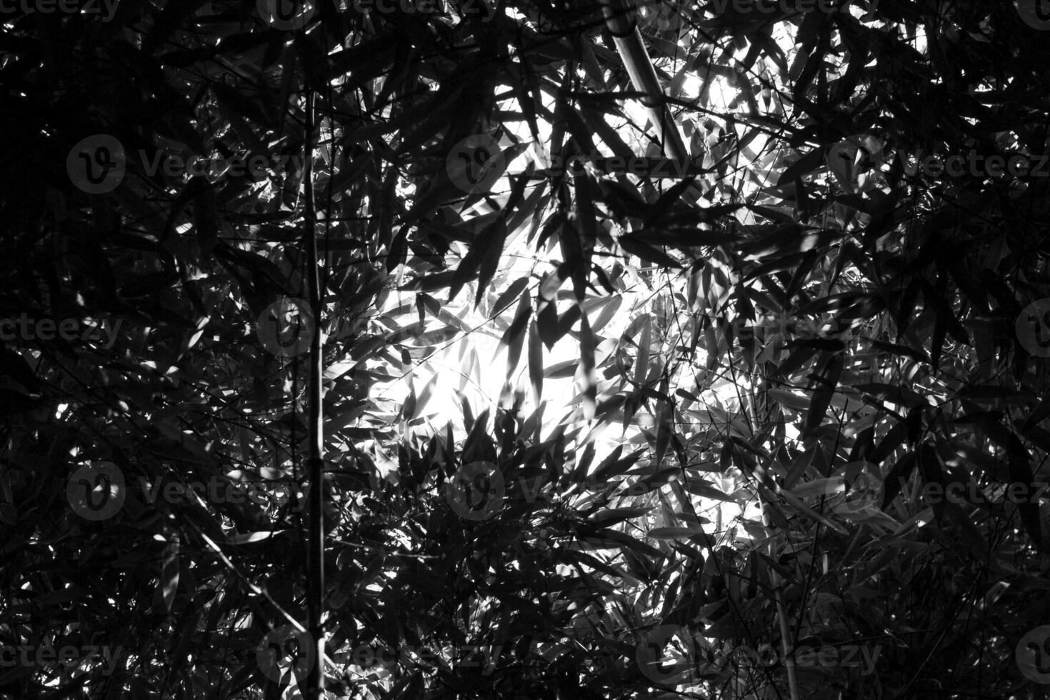 Bamboo trees in a botanical garden. Oriental zen forest background. High quality photo