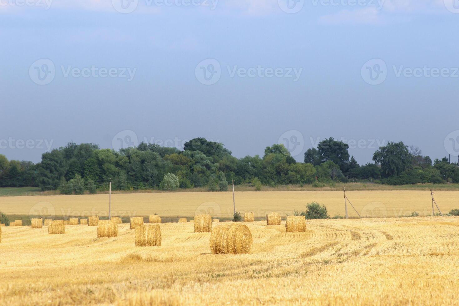 Haystacks in summer field harvesting background. Mid-simmer and autumn rural scene with hay bales and sky. . High quality photo