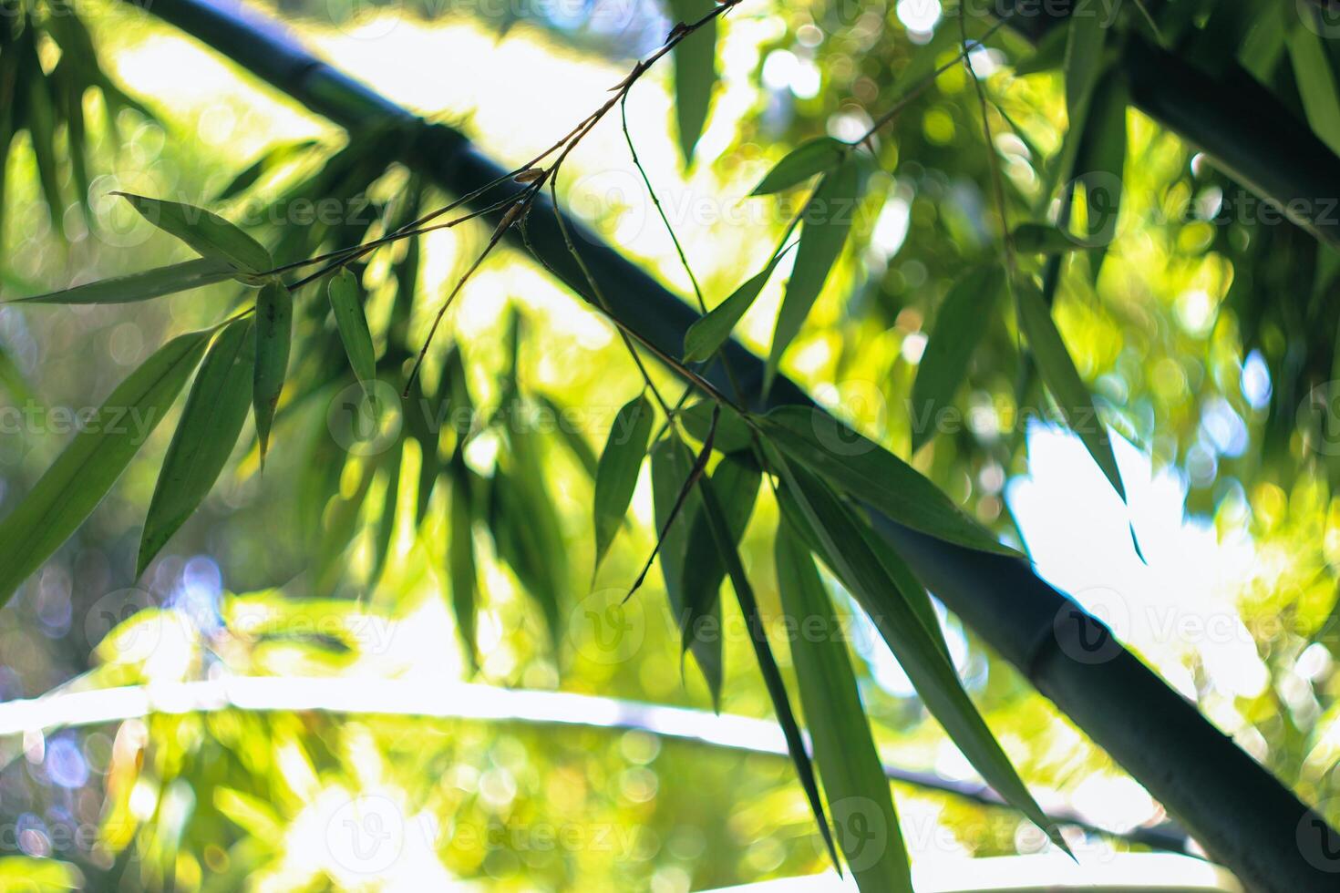 Bamboo trees in a botanical garden. Oriental zen forest background. High quality photo
