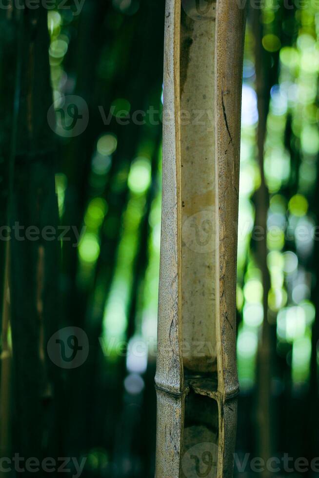 Bamboo trees in a botanical garden. Oriental zen forest background. High quality photo