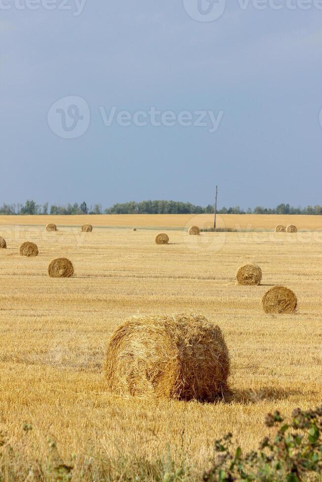 Haystacks in summer field harvesting background. Mid-simmer and autumn rural scene with hay bales and sky. . High quality photo