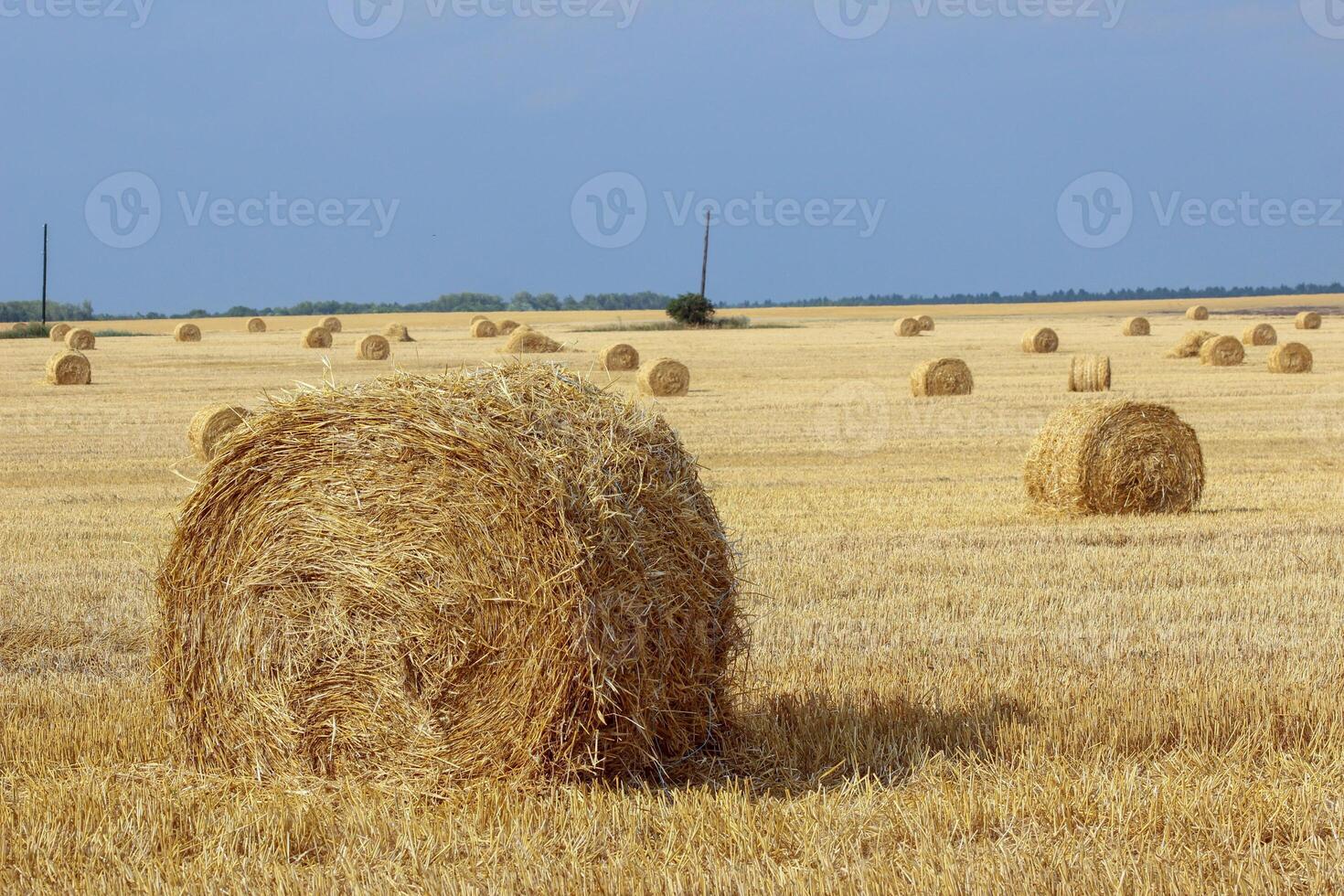 Haystacks in summer field harvesting background. Mid-simmer and autumn rural scene with hay bales and sky. . High quality photo