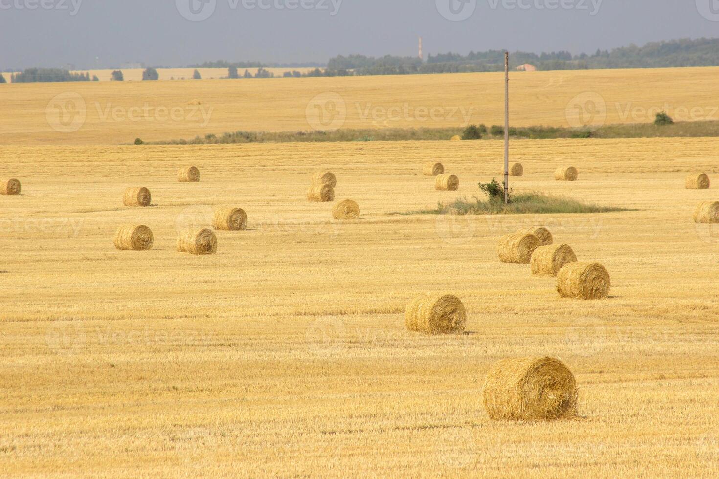 Haystacks in summer field harvesting background. Mid-simmer and autumn rural scene with hay bales and sky. . High quality photo