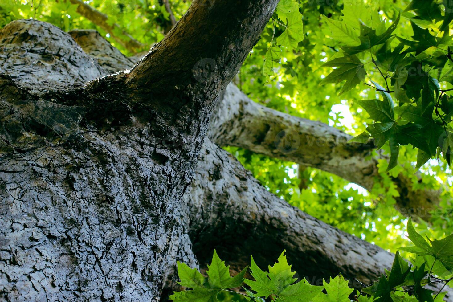 Looking up to an old tree and sunbeams through lush leaves. Summer chill background with old tree trunk and sun flare close up. High quality photo