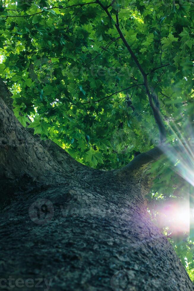Looking up to an old tree and sunbeams through lush leaves. Summer chill background with old tree trunk and sun flare close up. High quality photo