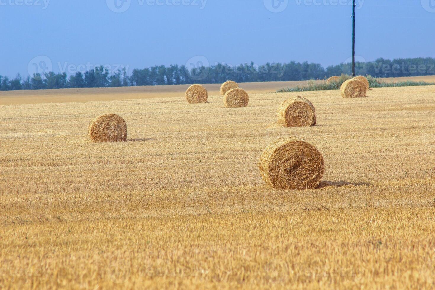 Haystacks in summer field harvesting background. Mid-simmer and autumn rural scene with hay bales and sky. . High quality photo