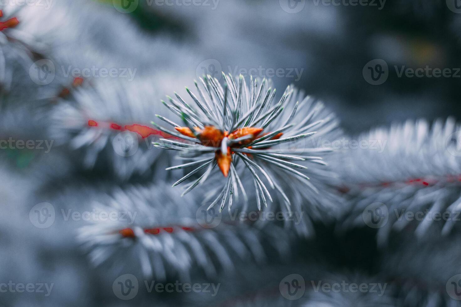 Blue European Fir tree close up. Fir tree branches nature background. Selective focus image. High quality photo